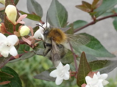 Anthophila