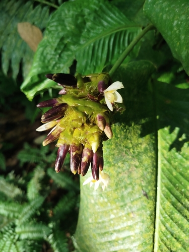 Image of Goeppertia latifolia by (c) Ben Costamagna, some rights reserved (CC BY)