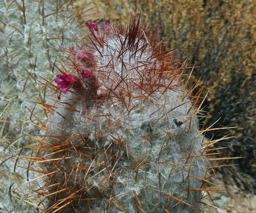 Image of Oreocereus trollii by no rights reserved