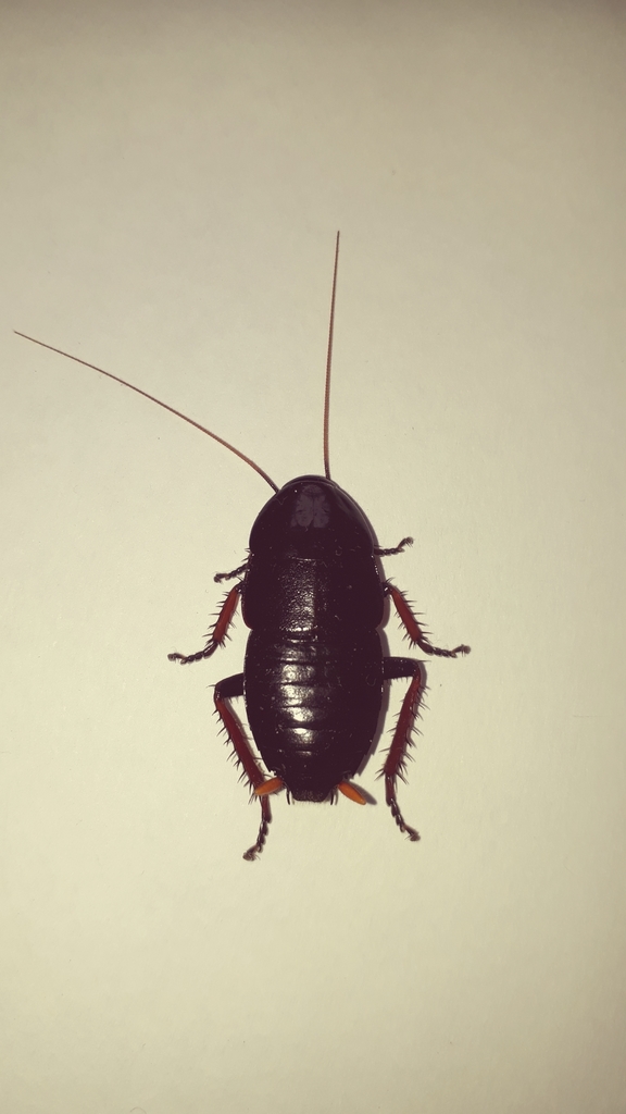 Pelmatosilpha cothurnata