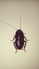 Pelmatosilpha cothurnata