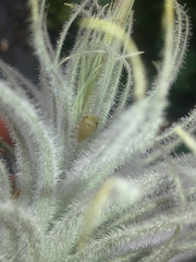 Aphrodinae