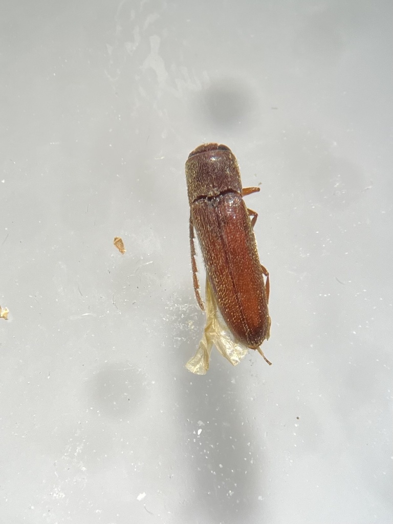 Entomophthalmus rufiolus