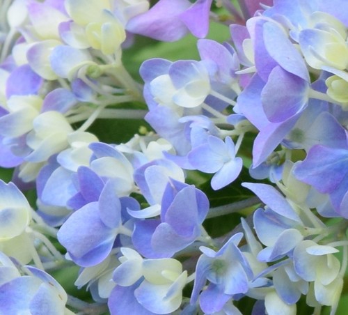 Hydrangea serrata iNat (2)