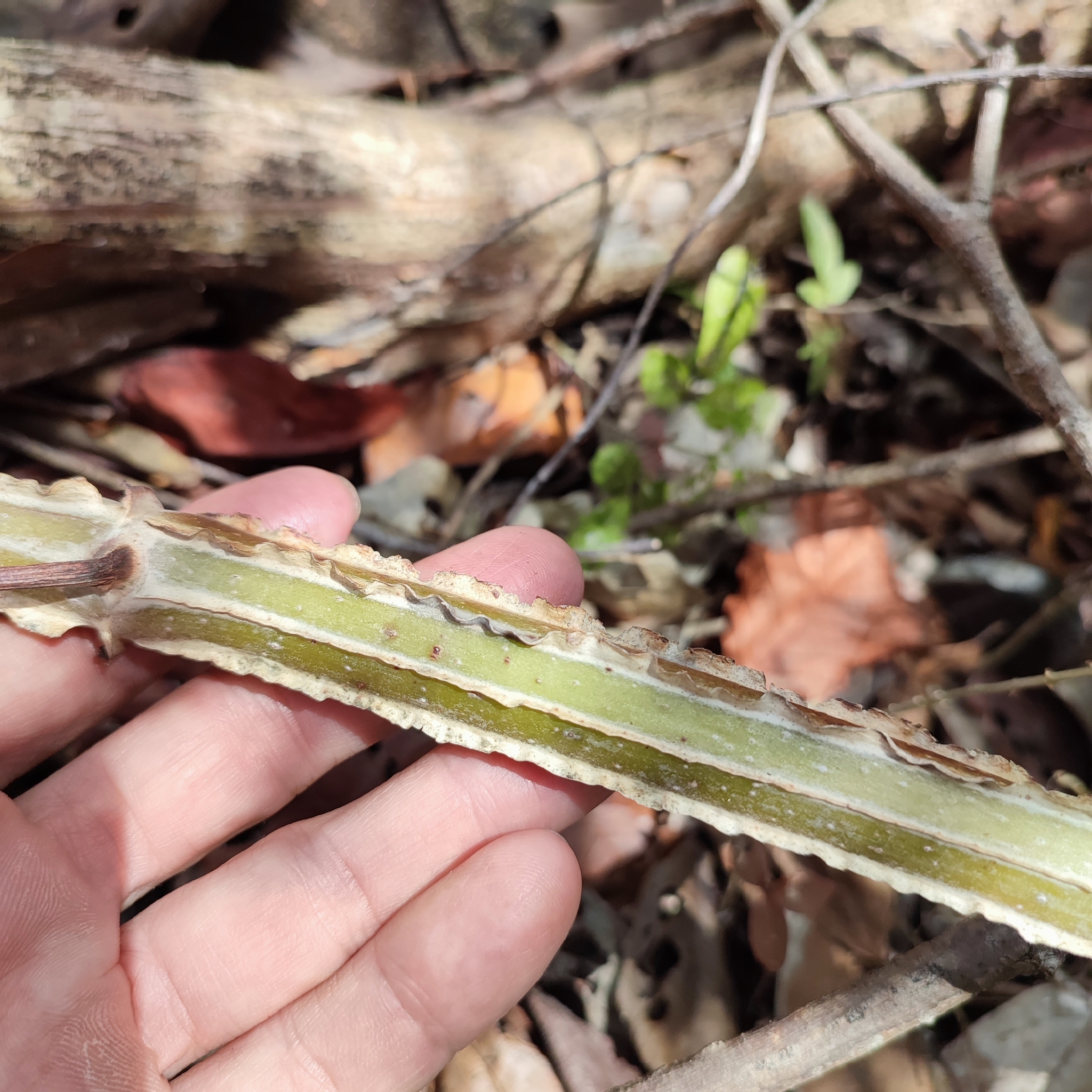 Cissus sulcicaulis