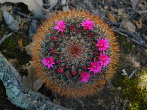 Image of Mammillaria rhodantha by (c) Mauricio Soto David, some rights reserved (CC BY)