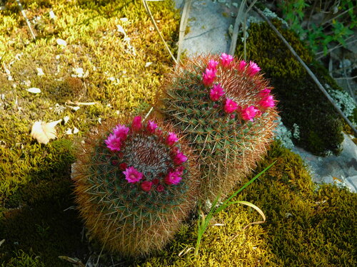 Mammillaria rhodantha