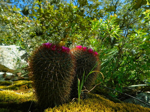 Mammillaria rhodantha