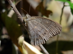 Pseudodebis valentina