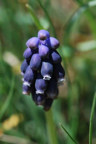 Muscari neglectum iNat (3)