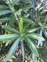 Euclea daphnoides
