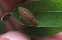 Ectobius pallidus