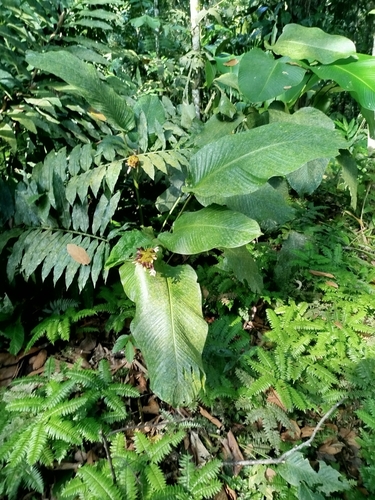 Image of Goeppertia latifolia by (c) Ben Costamagna, some rights reserved (CC BY)
