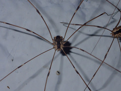 Leuronychus pacificus