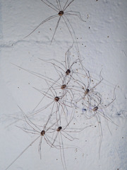 Leuronychus pacificus