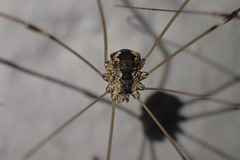 Leuronychus pacificus