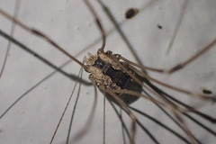 Leuronychus pacificus