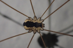 Leuronychus pacificus