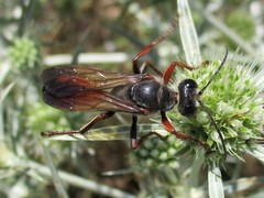 Sphex