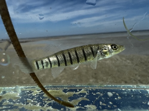 Longnose killifish (Fundulus similis) — Fundulidae