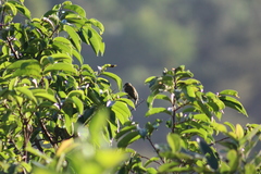Picumnus olivaceus
