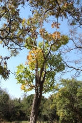 Cussonia natalensis