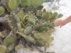 Opuntia helleri