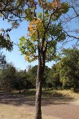 Cussonia natalensis