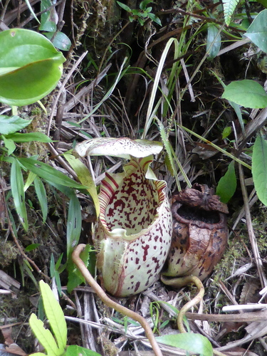 Nepenthes burbidgei