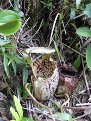 Nepenthes burbidgeae