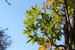 Cussonia natalensis