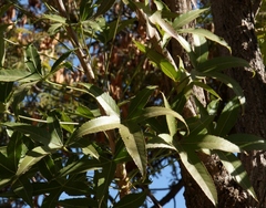 Cussonia natalensis