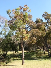 Cussonia natalensis