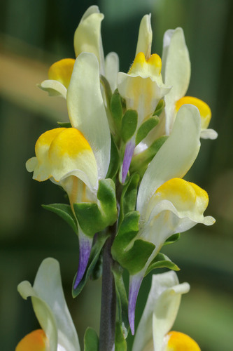 Linaria triphylla