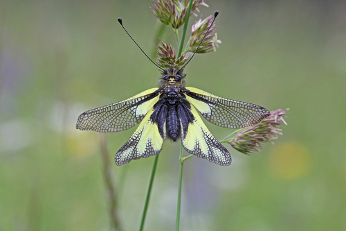 Owly Sulphur, 72805 Lichtenstein, Deutschland, photo 10 of 10