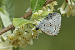 Celastrina ladon