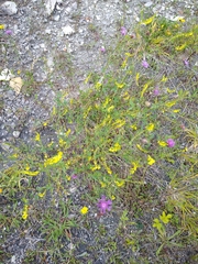 Melilotus altissimus