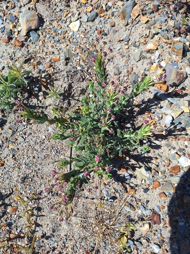 Image of Zaluzianskya capensis by (c) Adele SL, some rights reserved (CC BY)