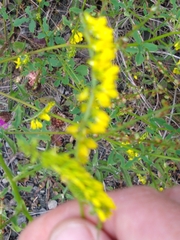 Melilotus altissimus