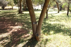 Cryptocarya latifolia