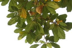 Cryptocarya latifolia