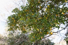 Cryptocarya latifolia