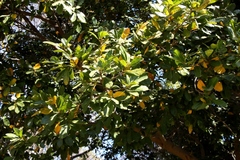 Cryptocarya latifolia