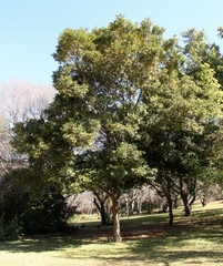 Cryptocarya latifolia