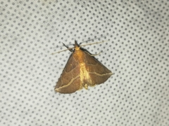 Phyprosopus callitrichoides