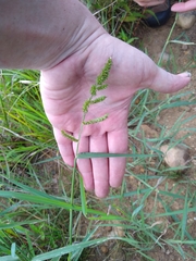 Echinochloa muricata microstachya