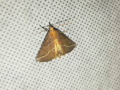 Phyprosopus callitrichoides