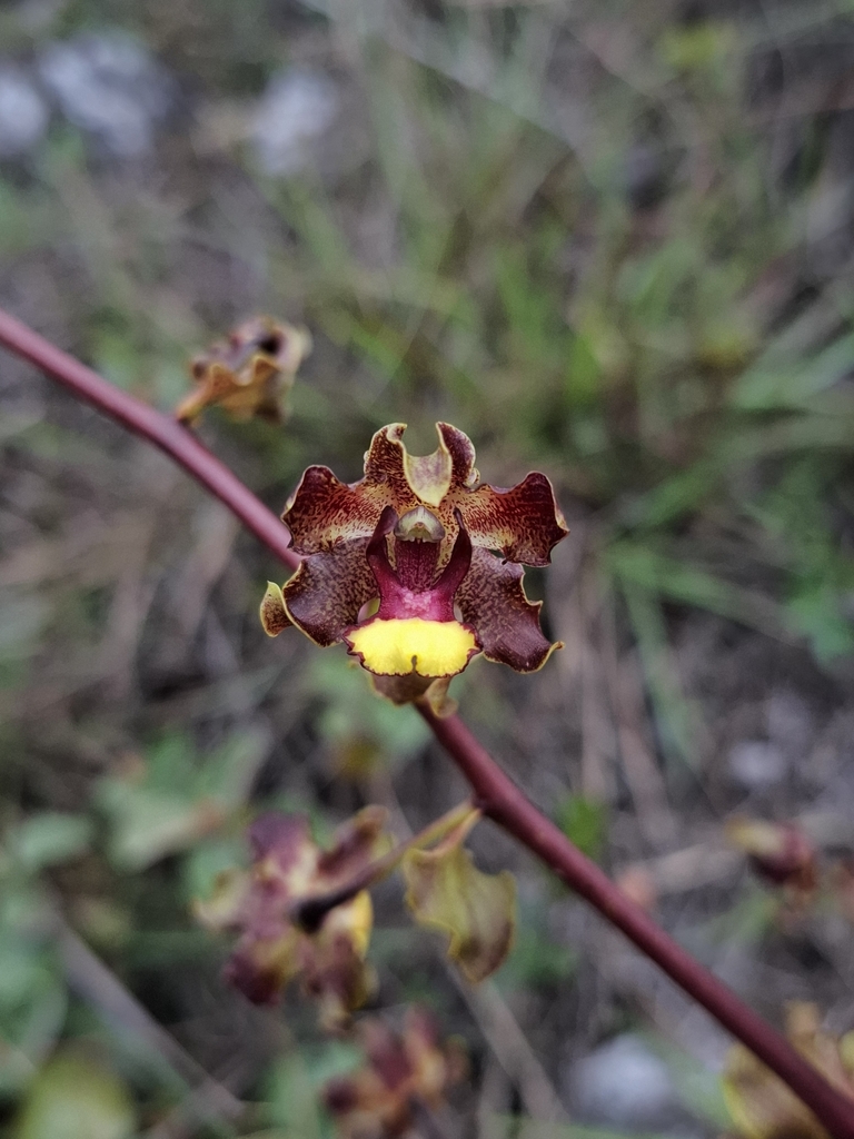 Cyrtopodium parviflorum