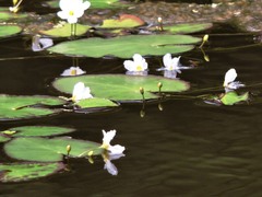 Nymphoides aquatica