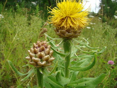 Centaurea macrocephala